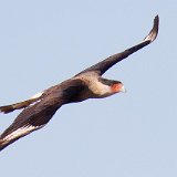 13SB1020 Crested Caracara